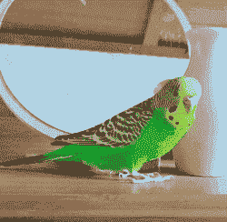 养殖什么鸟最赚钱