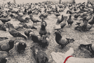 今年农村养殖什么赚钱