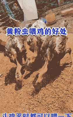 黄粉虫养鸡有什么好处