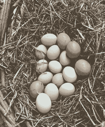 农村冬天养什么好