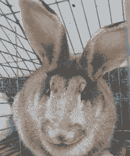 养什么兔子最挣钱