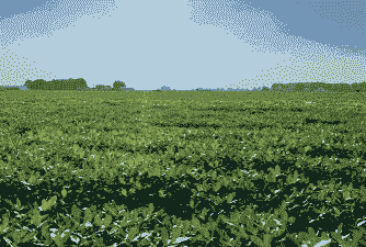 河南农村适合种植什么