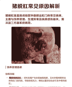 小猪为什么会脱肛