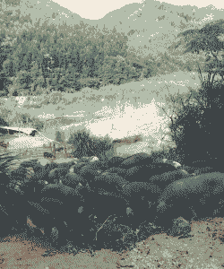 什么地面适合养猪