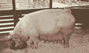 母猪为什么吃仔猪