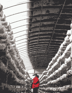 种植什么蘑菇最赚钱