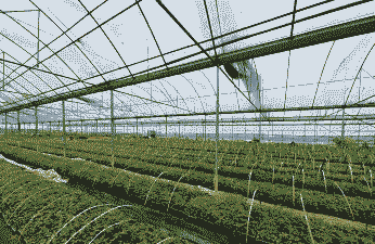 农村发展什么产业好