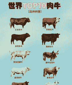 肉牛养殖什么品种最好