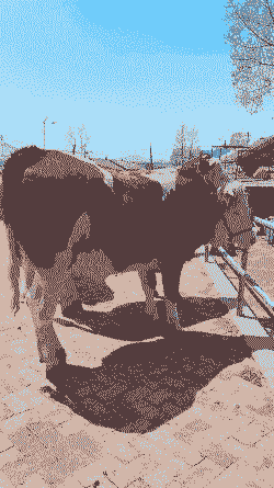 东北养什么牛好