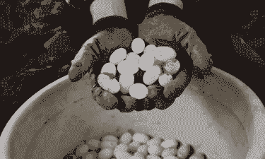 养什么乌龟最赚钱