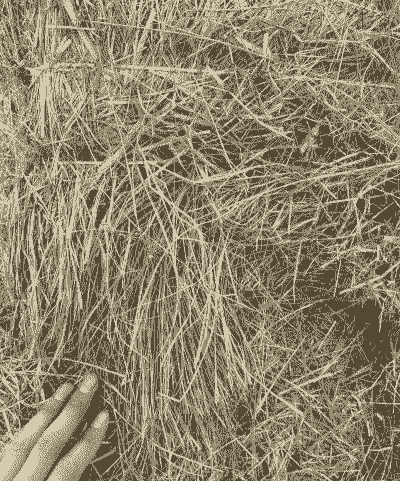 养羊用什么牧草