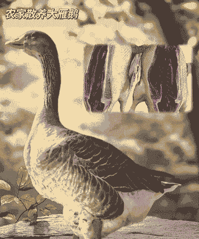 家养鹅吃什么食物