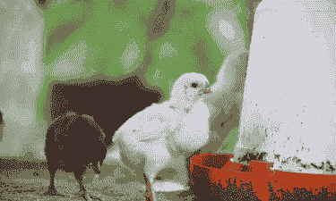 小鸡喂什么长得快