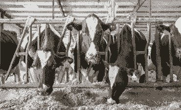 美国牛吃什么饲料