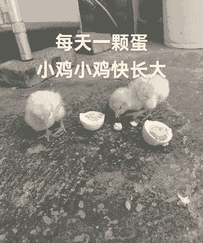 小鸡吃什么爱下蛋