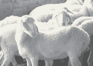 东北养什么羊好