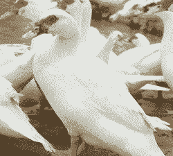 福建适合养殖什么