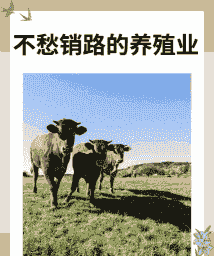 贵州养殖什么不愁销路