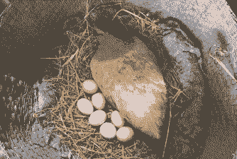 母鸡吃什么爱下蛋