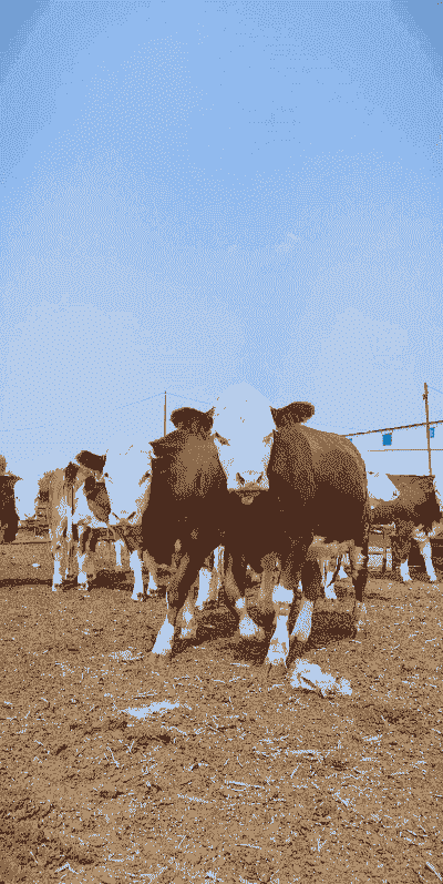 养母牛什么品种好