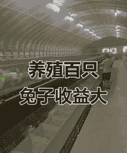 养殖什么兔子最赚钱