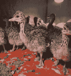 搞什么养殖有前景