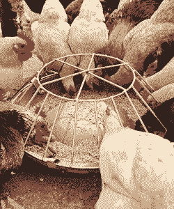 养家禽什么最好养