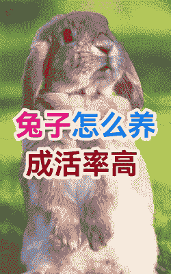 养兔子该注意什么