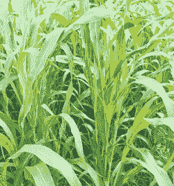 南方可以种什么牧草