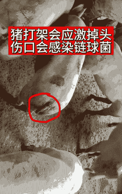 仔猪为什么会咬尾