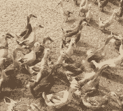 养蛋鸭什么品种好