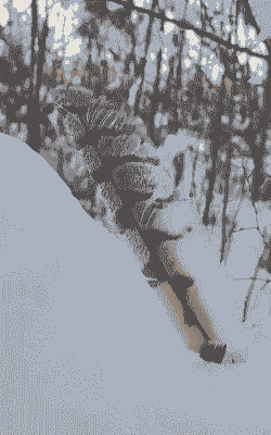 野鸡毛有什么用