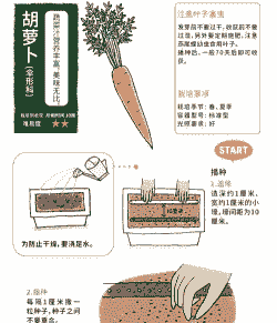 红萝卜什么时候播种