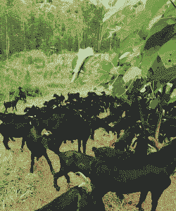 广东地方适合养什么羊