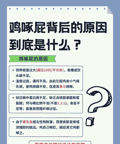 鸡为什么啄其他鸡