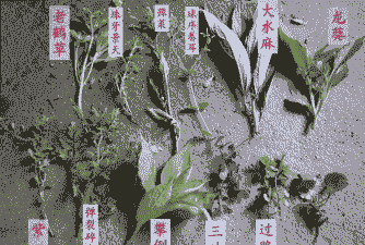 猪吃什么中草药好