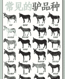 养肉驴什么品种好