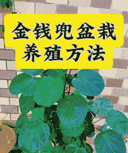 在农村家里养什么赚钱