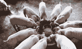 仔猪什么时间断牙