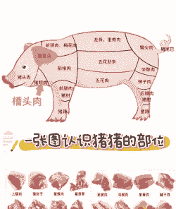 猪为什么啥都吃