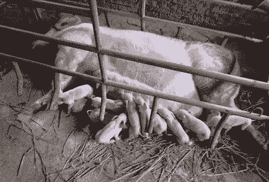 母猪什么时候生仔的