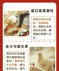 养鸡喂什么饲料长得快