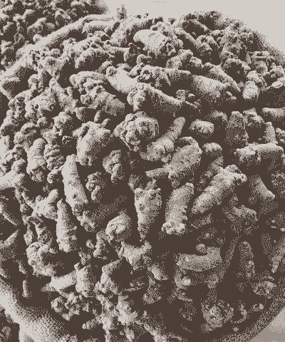 云南种什么药材最赚钱