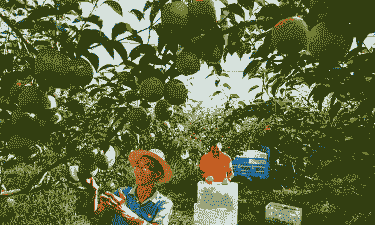 梨树下种植什么赚钱