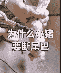 仔猪断尾有什么好处