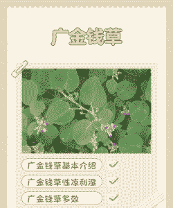 南方种植什么药材最赚钱