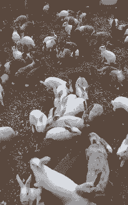 林地散养兔子注意什么