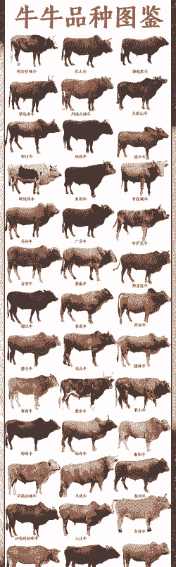 最好的黄牛是什么品种