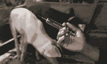 小猪拉肚子打什么针