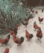 养殖什么不污染环境